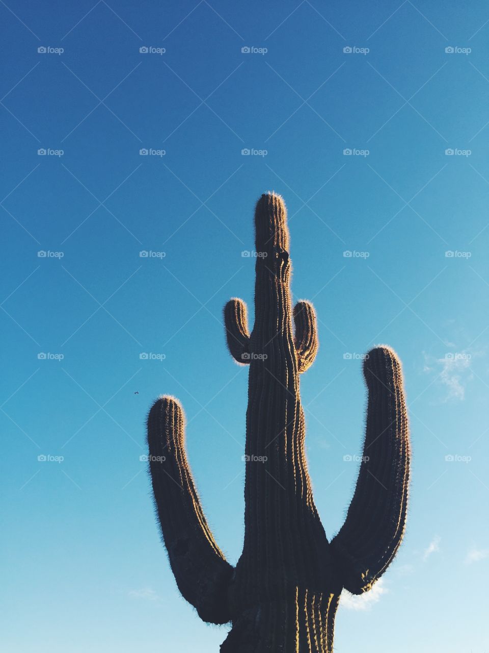 AZ Cactus 