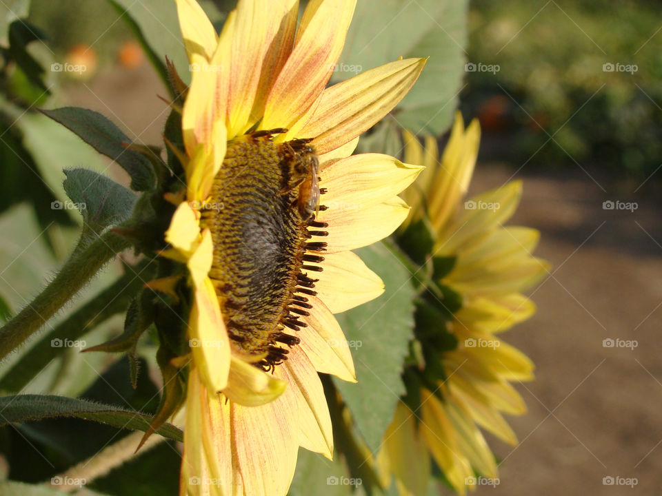 Sunflower from the side