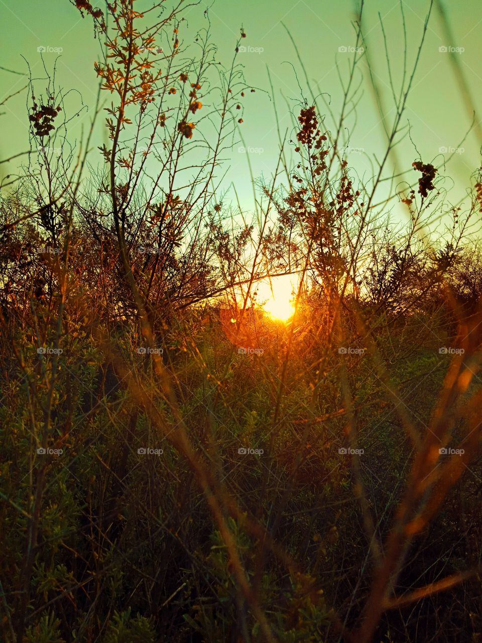 the sun light passes through the bushes