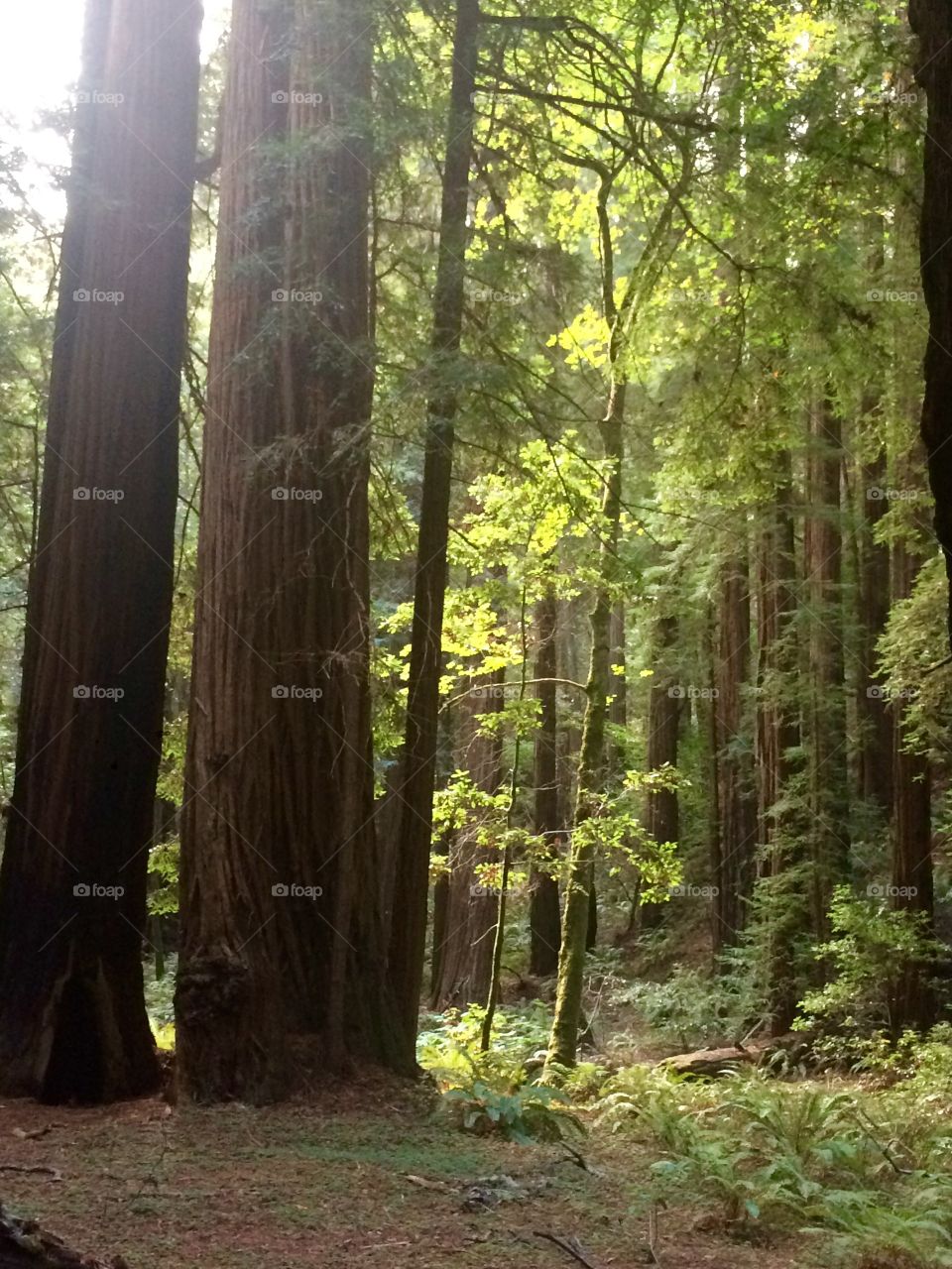 Enchanted trees . Redwoods