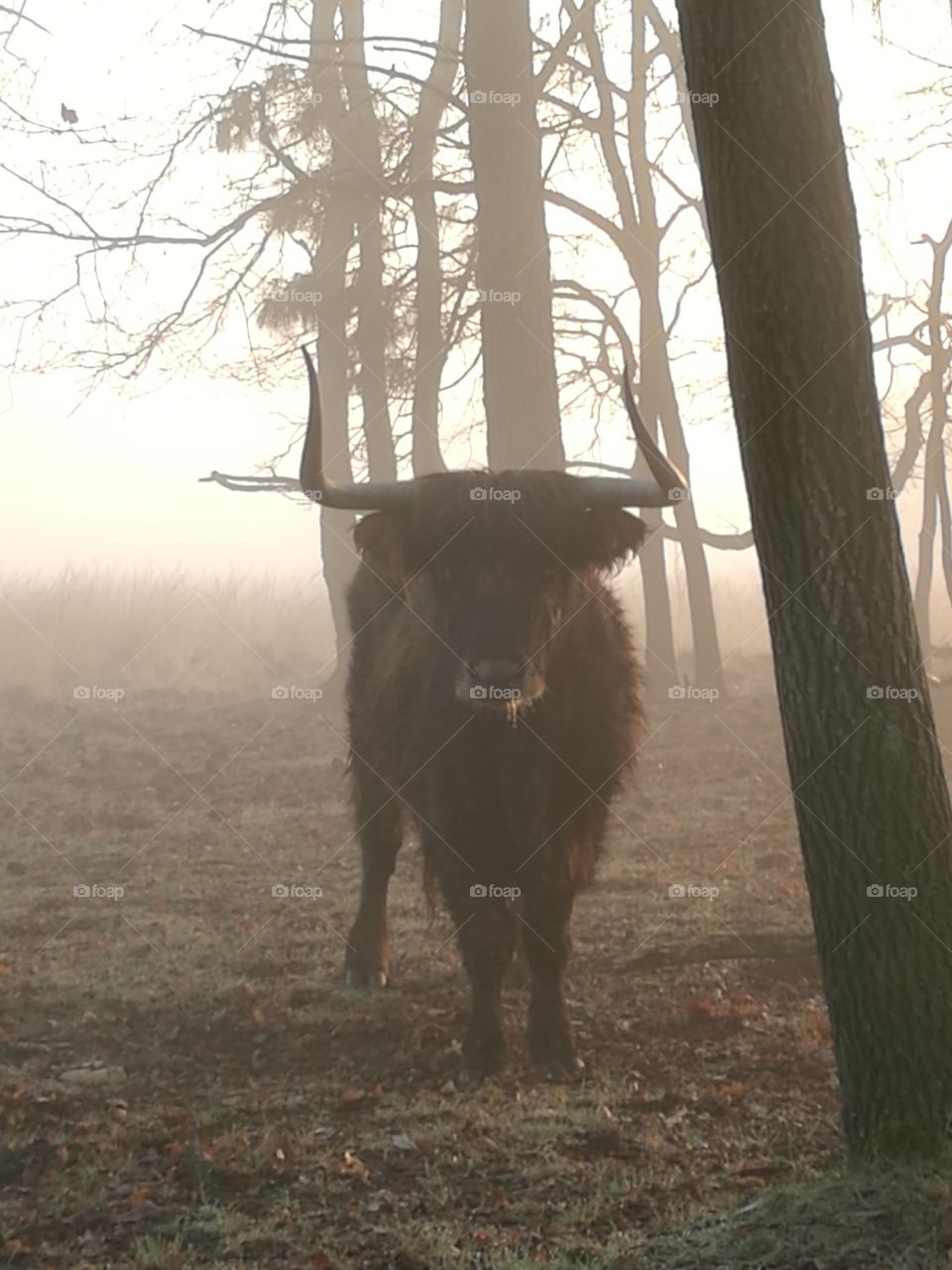 cow in the mist