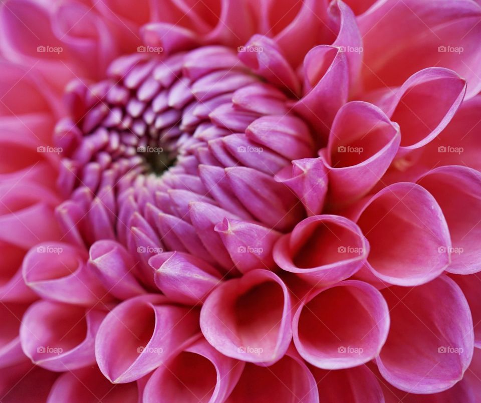 Portrait of a shocking pink dahlia ! 