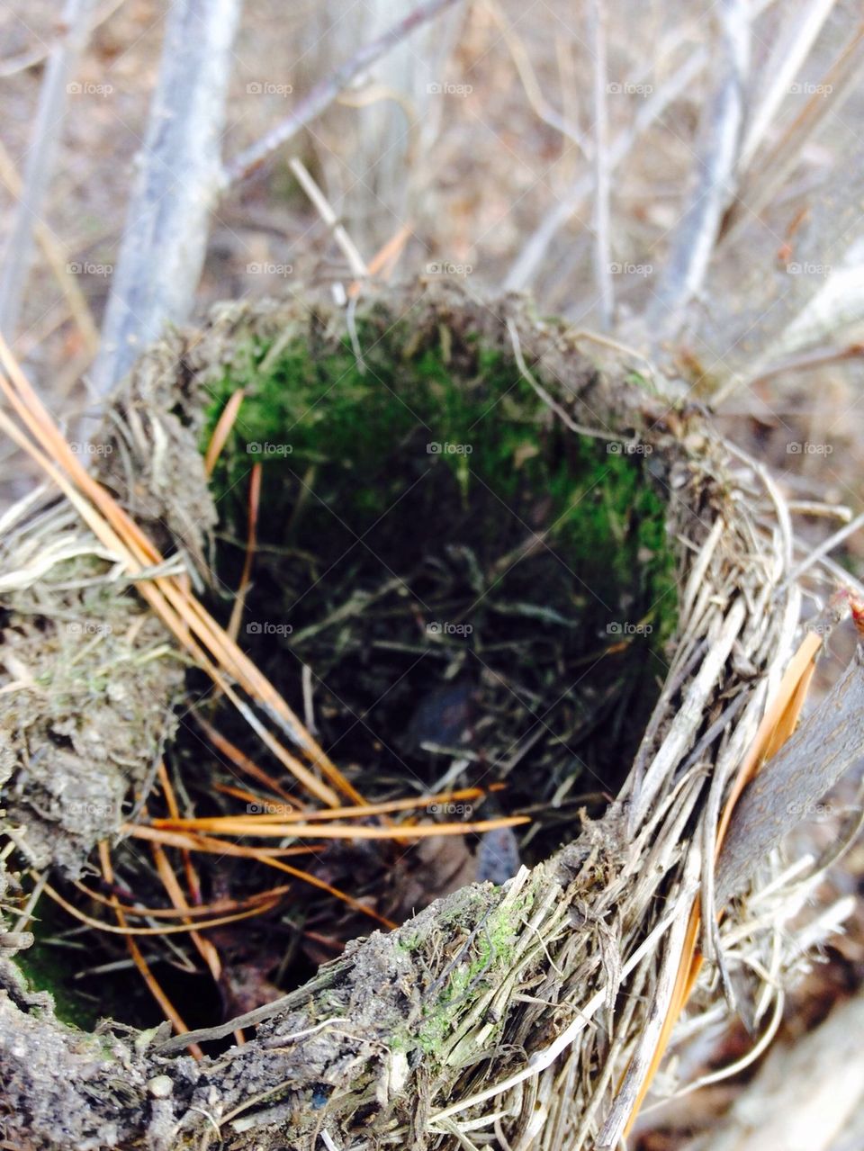 Nest