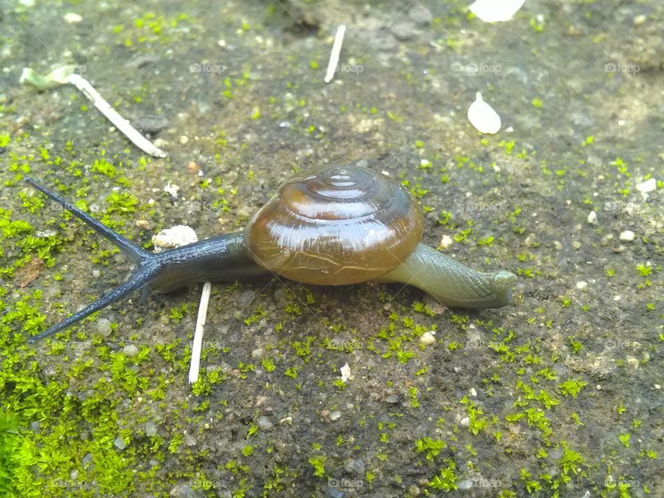 The snail is very slowly moving on the earth and descoverd of food.