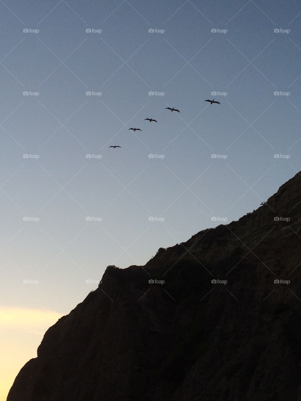 Birds lining up for the night