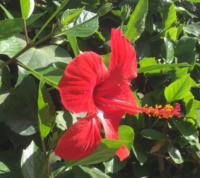 Red flower