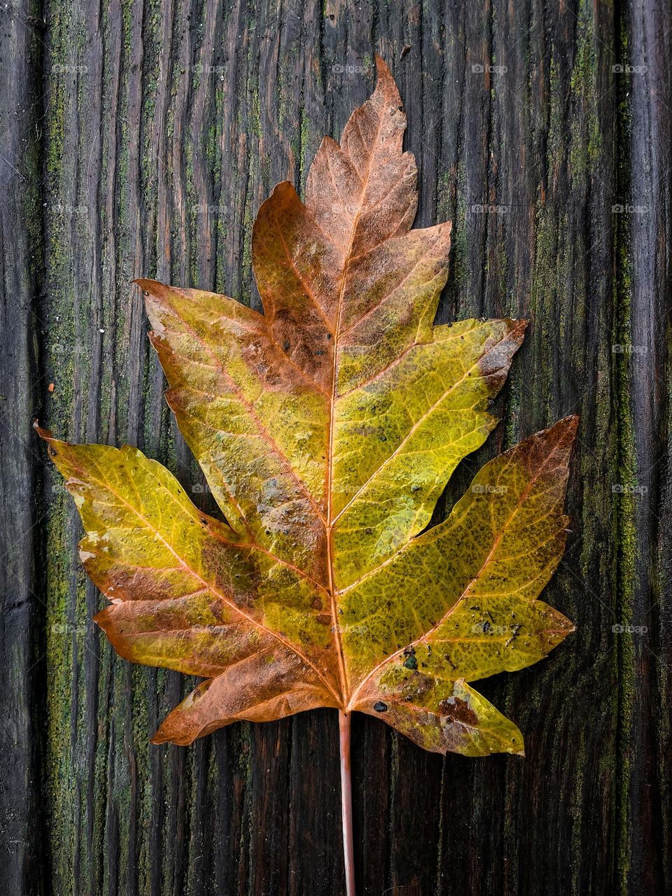 Leaf leaves moss wood grain texture sharp crisp autumn fall vibes wet mossy rustic 
