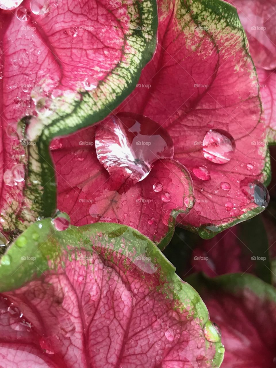 rain on flower petal 