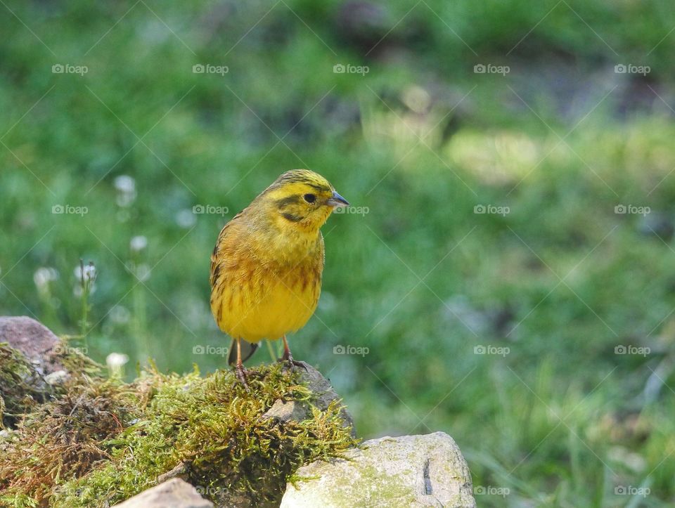 Portrait of yellowhammer