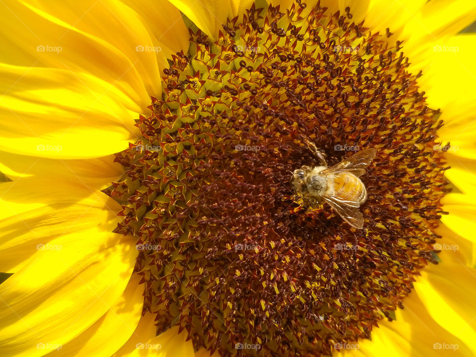 pollinating bee centered on a sunflower