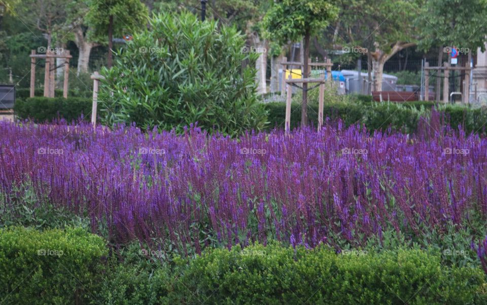 Lavender flowers