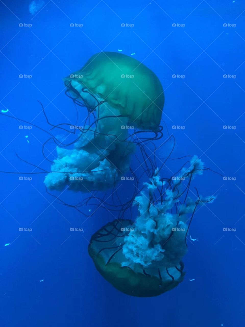 Jellyfish 
