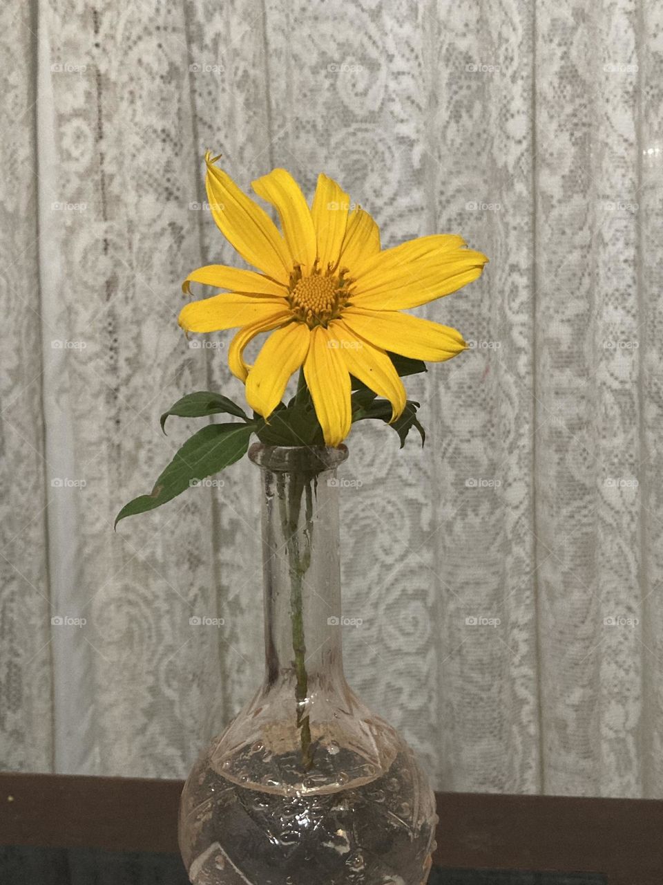 Vaso com uma flor de girassol. Ambiente interno, no fundo cortina bege de renda.