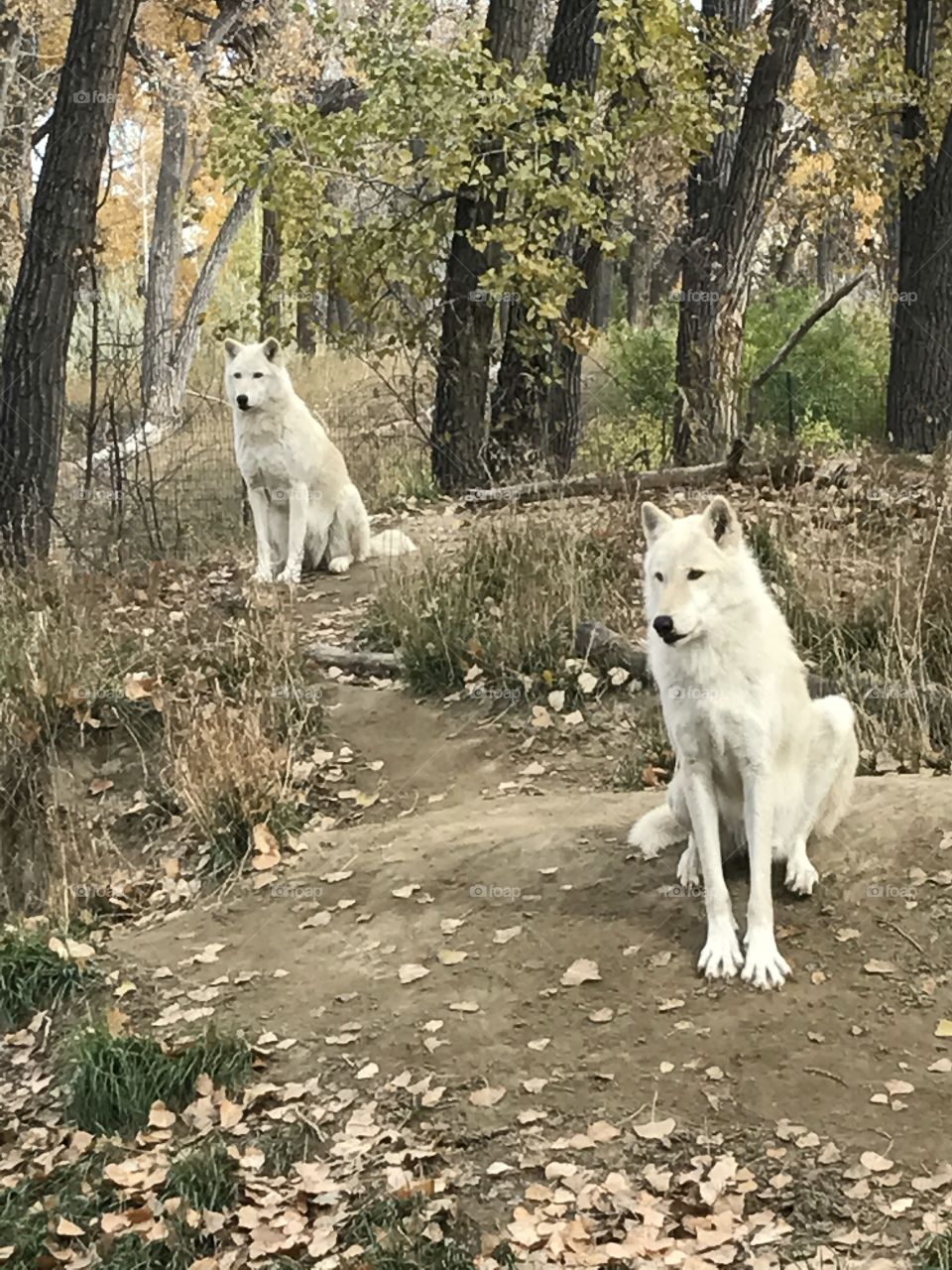 Wolves at ZooMontana