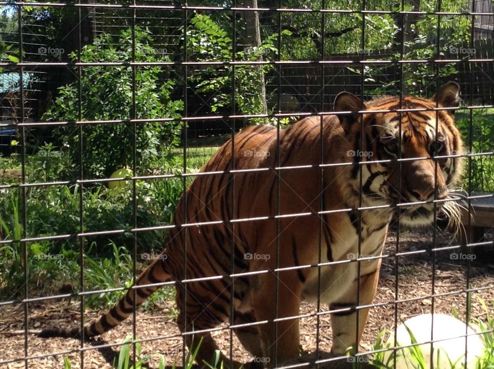 A tiger crouching down behind a fence.