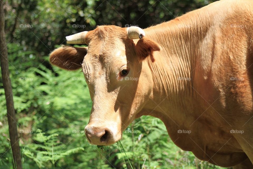 Cow