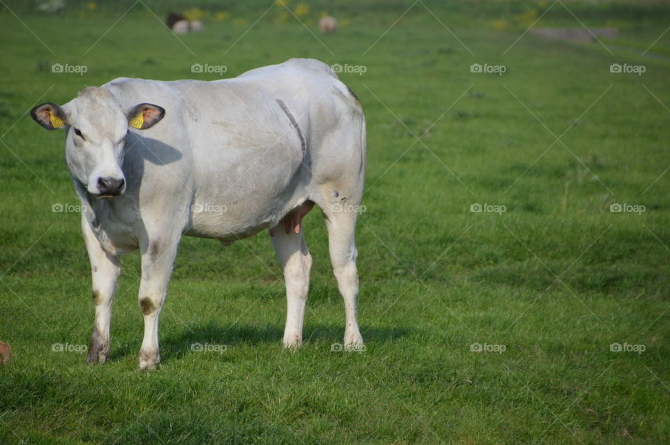 White Cow Standing In The Grass