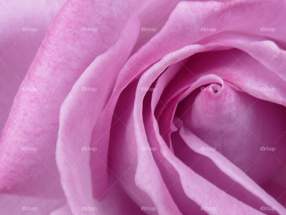 pink rose by iamschmoo
