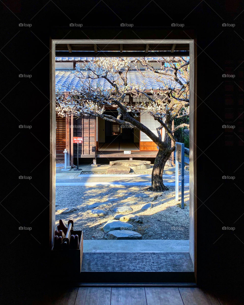 Doorway to Japanese courtyard, looking through past a plum tree to the traditional building ahead.