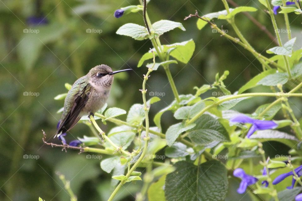 Little Hummer 