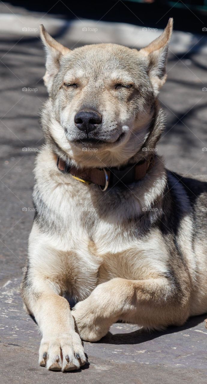 A dog lying in the yard ,enjoys the sun in his face ,close his eyes . and just relax the springtime