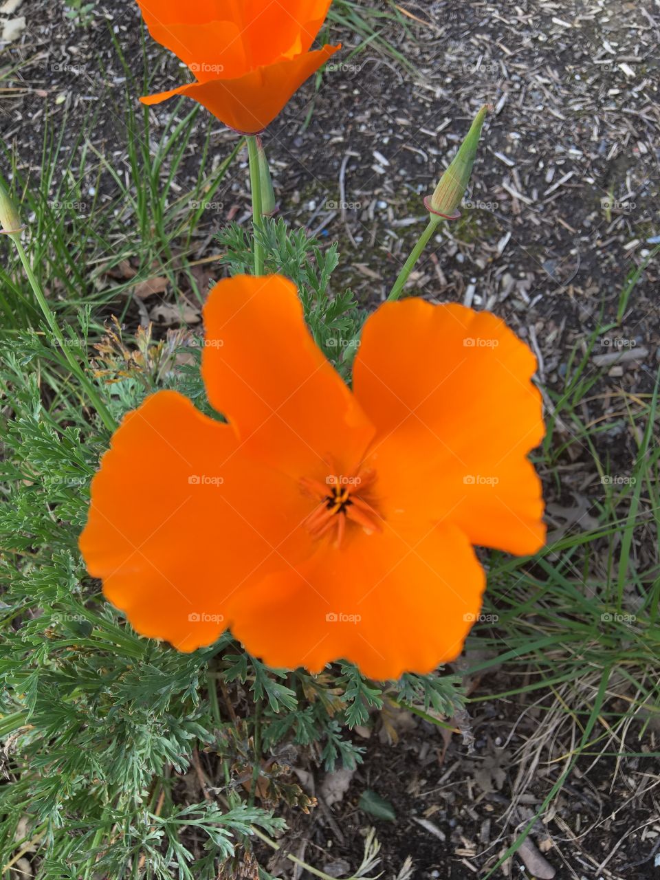 Beautiful Orange Flower in Summer 