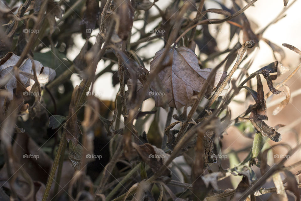 Dry leaves