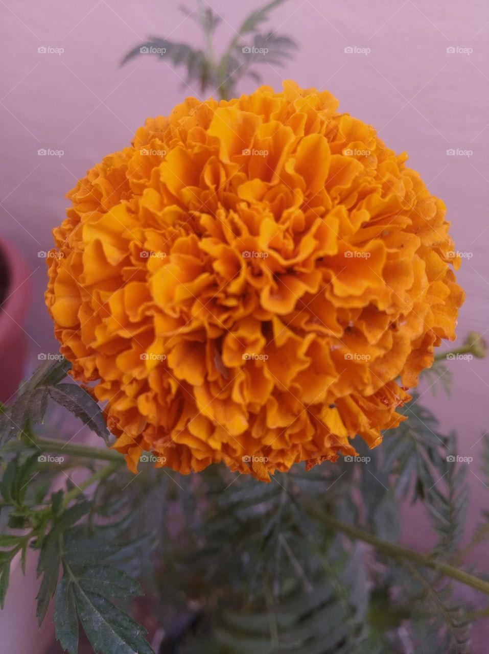 marigold flower yellow fresh seasonal looking very beautiful generally found everywhere fresh seasonal