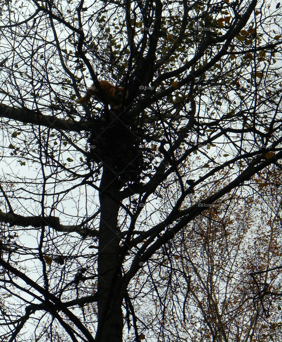 Tree, Branch, Winter, Wood, No Person