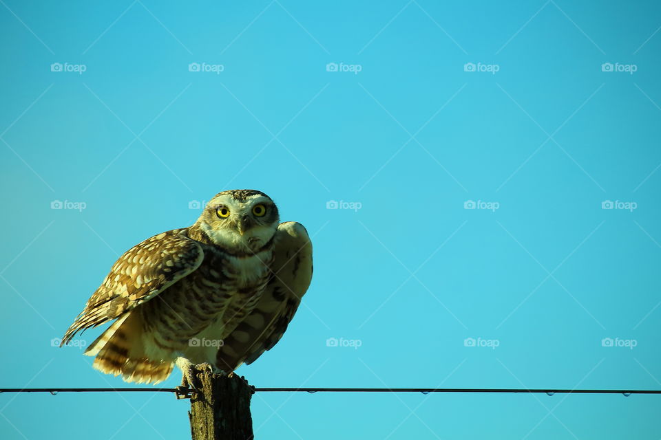 owl. owl stand on fence post