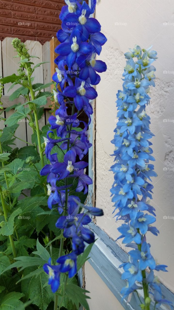 my Delphinium 2015. got both colors next to each other