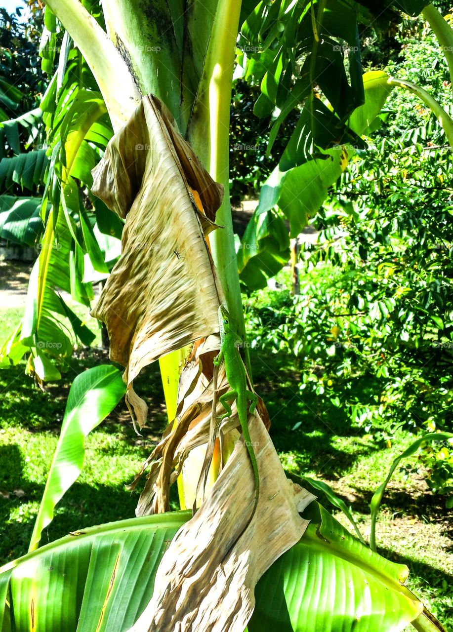 Hungry gecko . Hungry gecko