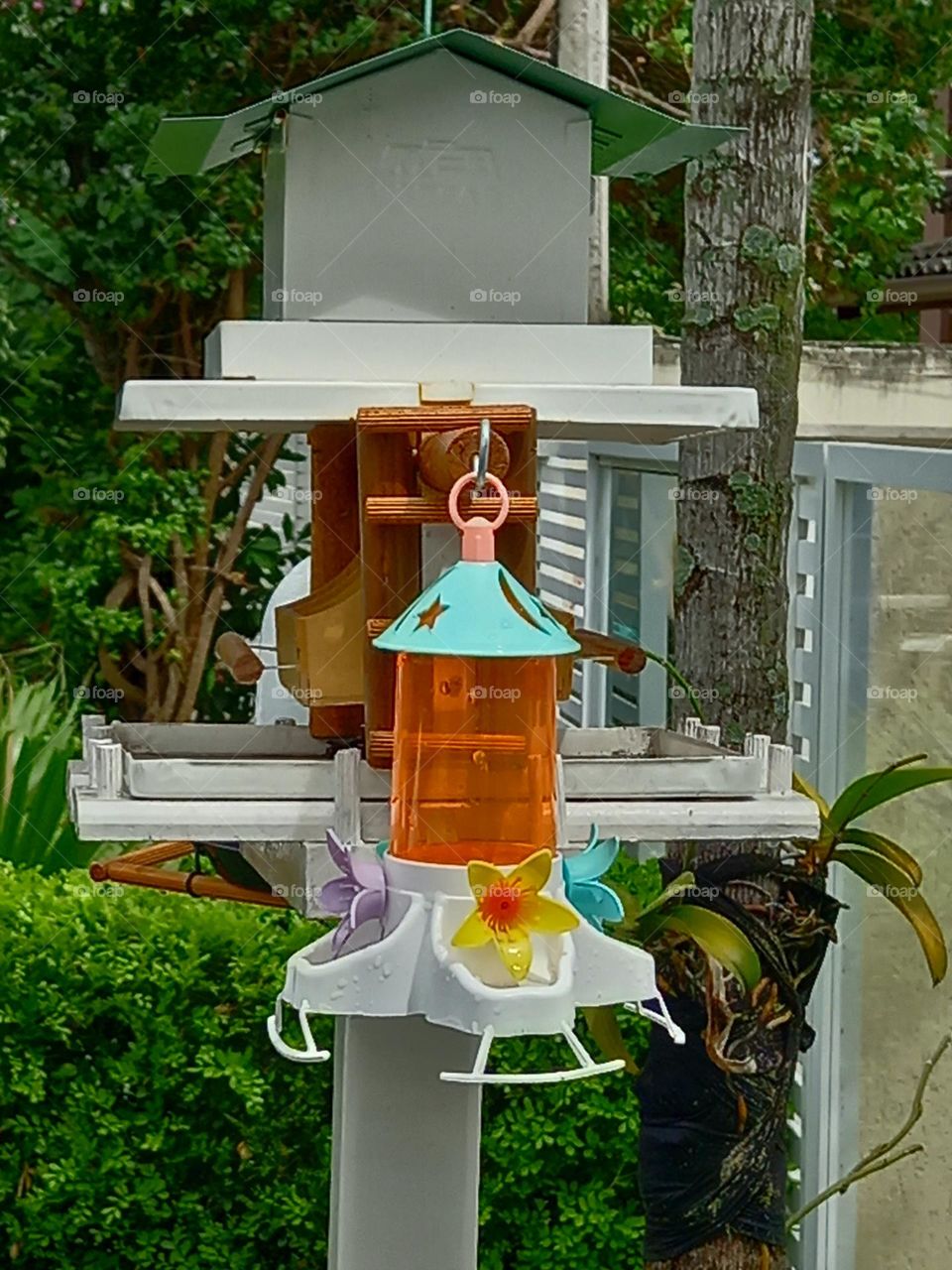 A espera de um beija flor