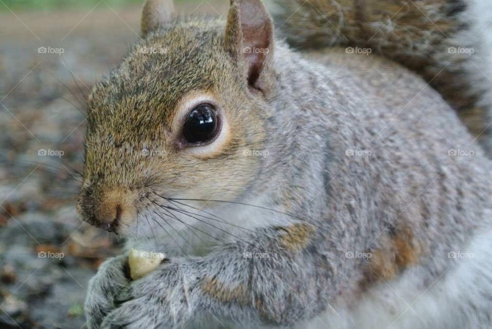 Squirrel