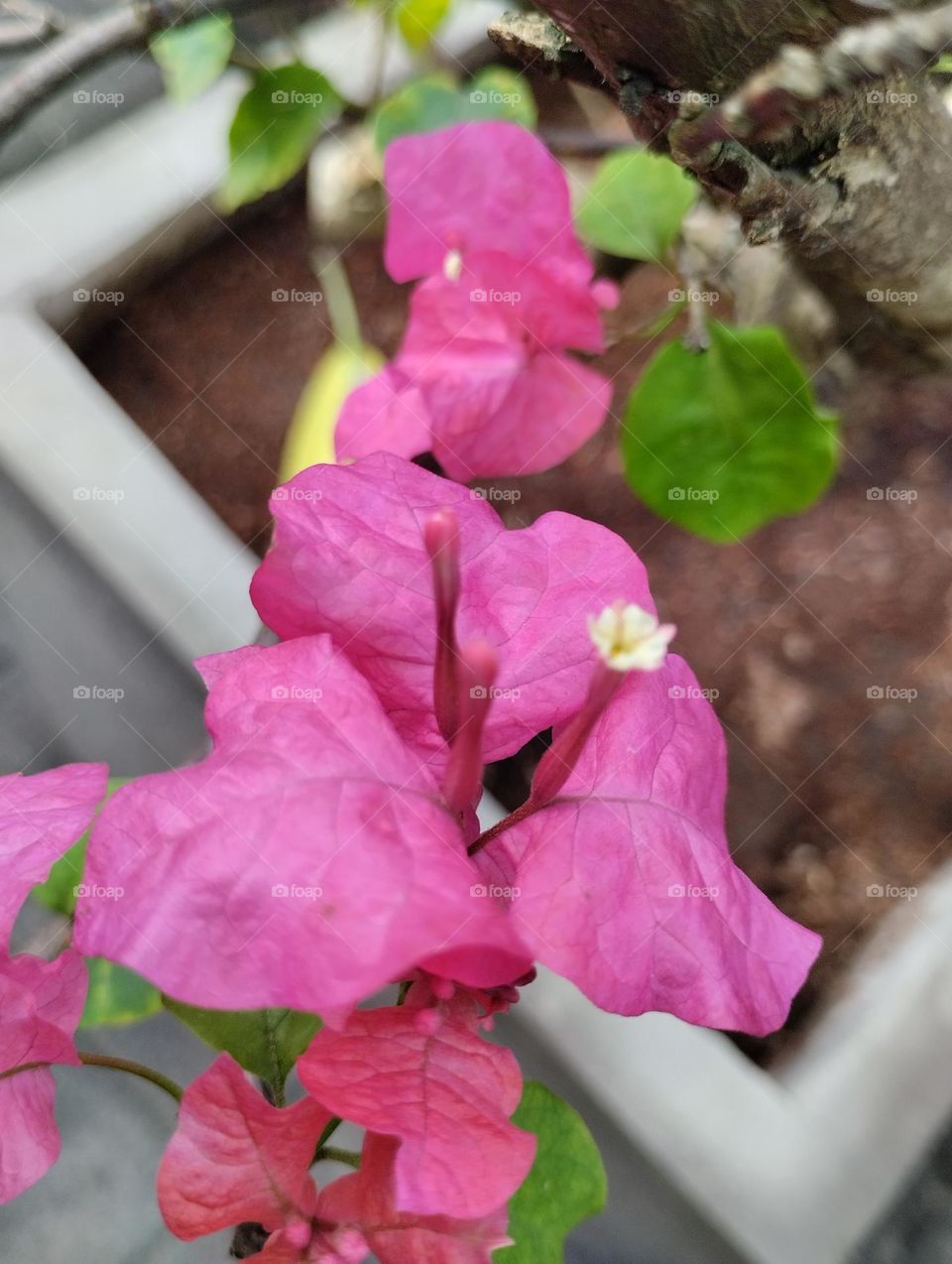 The pink hibiscus was planted on teh concrete pot