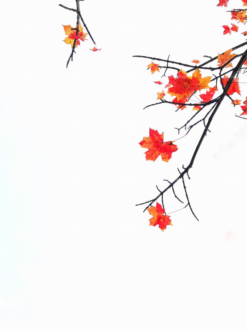 The last red leaves 