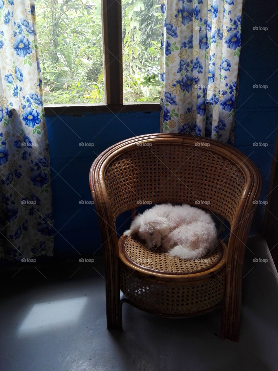 Our family pet sleeping on it's favorite spot in our living room, the rattan chair on the corner.