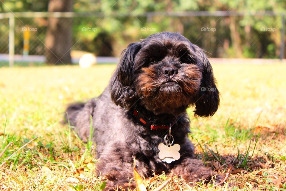 Dog relaxing in the grass on a warm sunny day