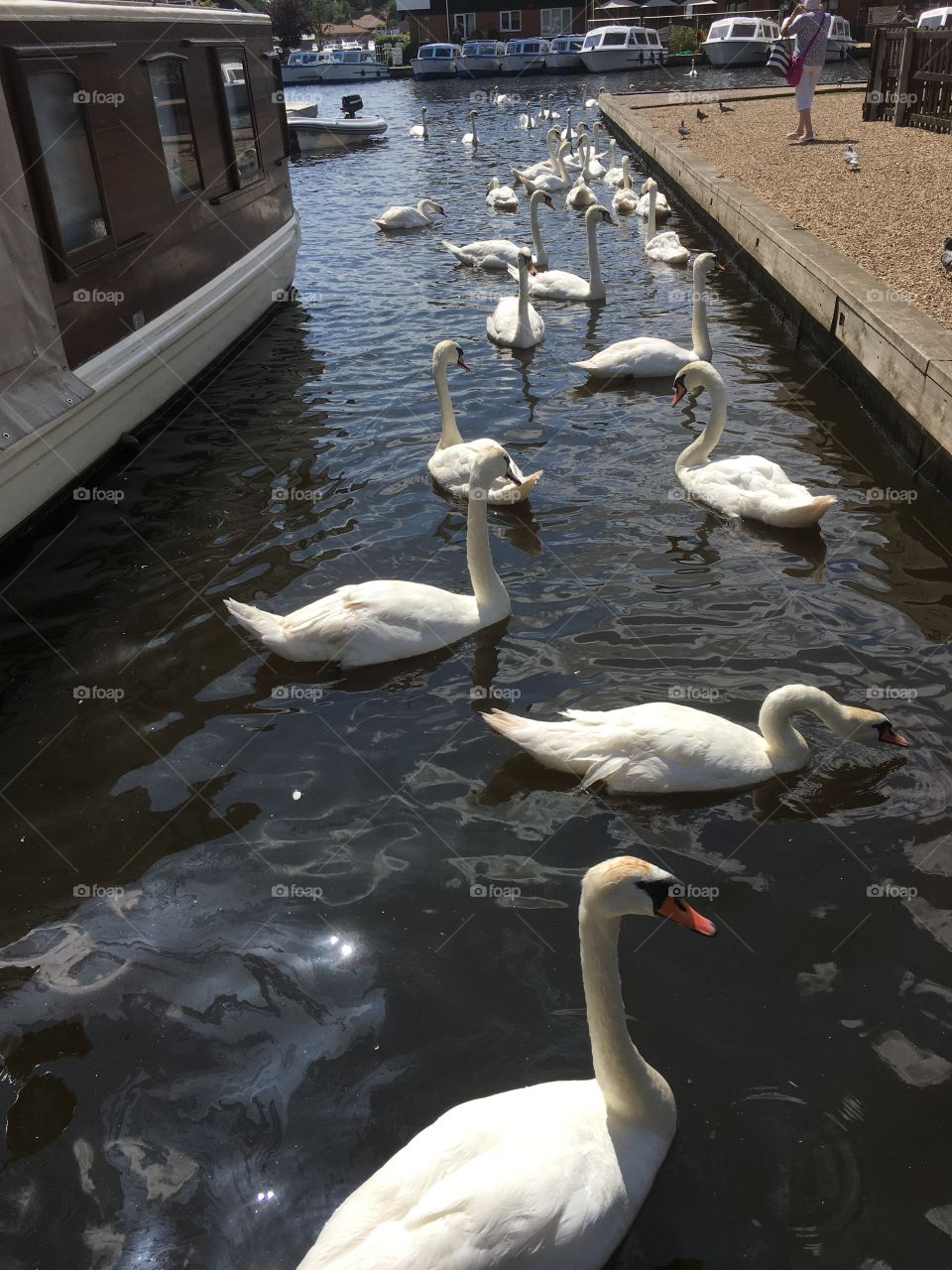 A crowd of swans