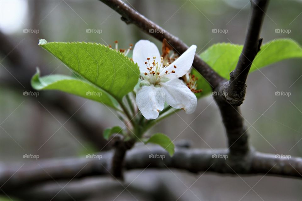 apple blossoms