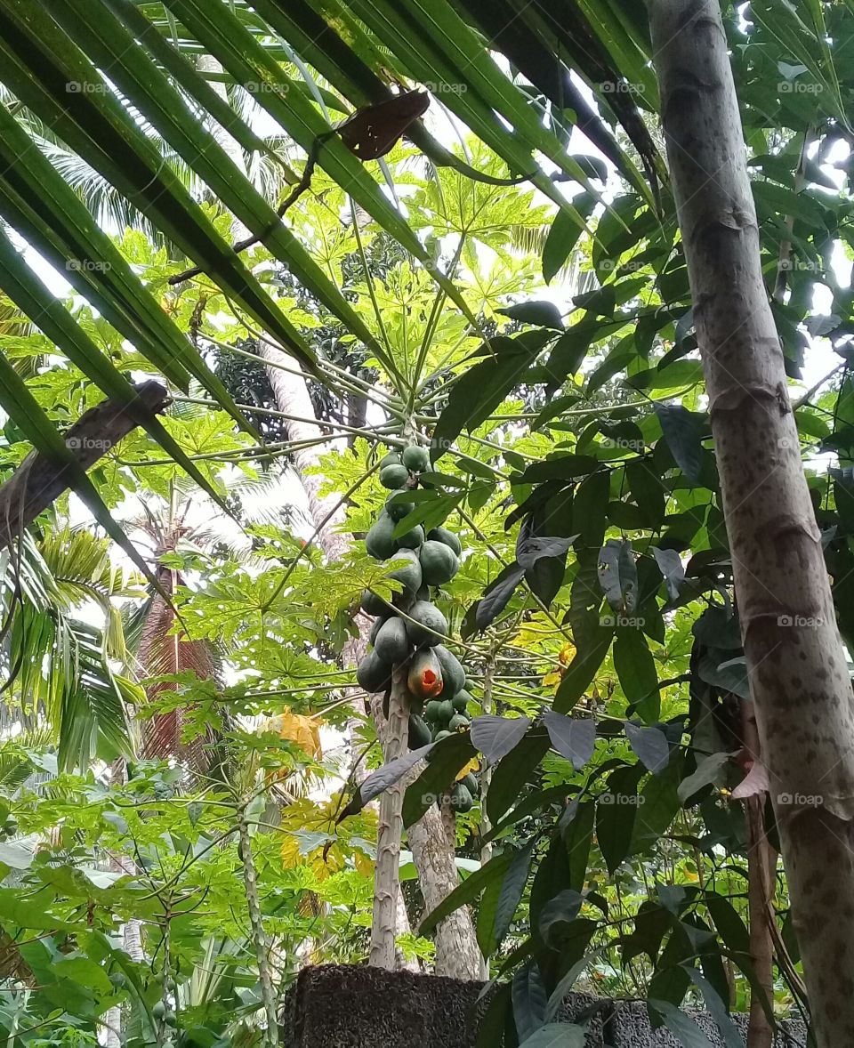 papaya fruits