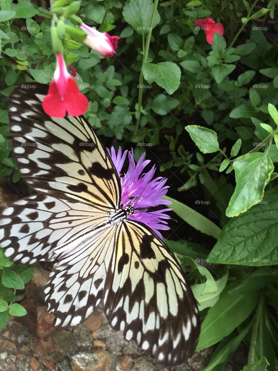 Nature, Butterfly, Flower, Summer, No Person