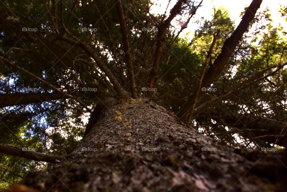 A view from below a tree at its mighty crown of branches.