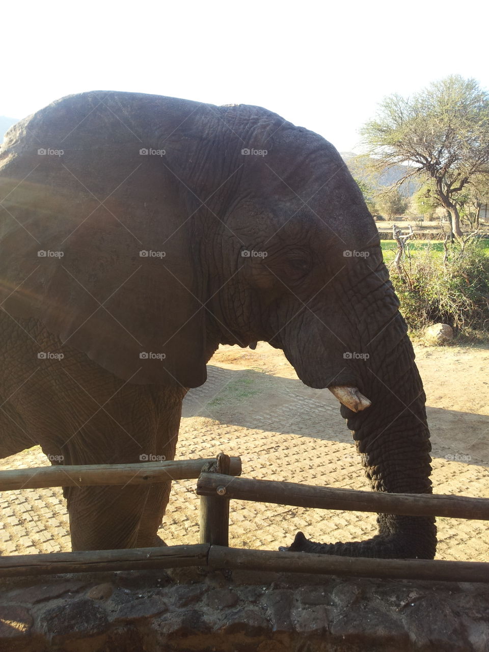 Elephant. Elephant interaction at Sun City