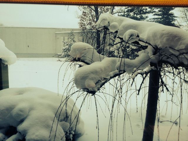 Newly Fallen Snow