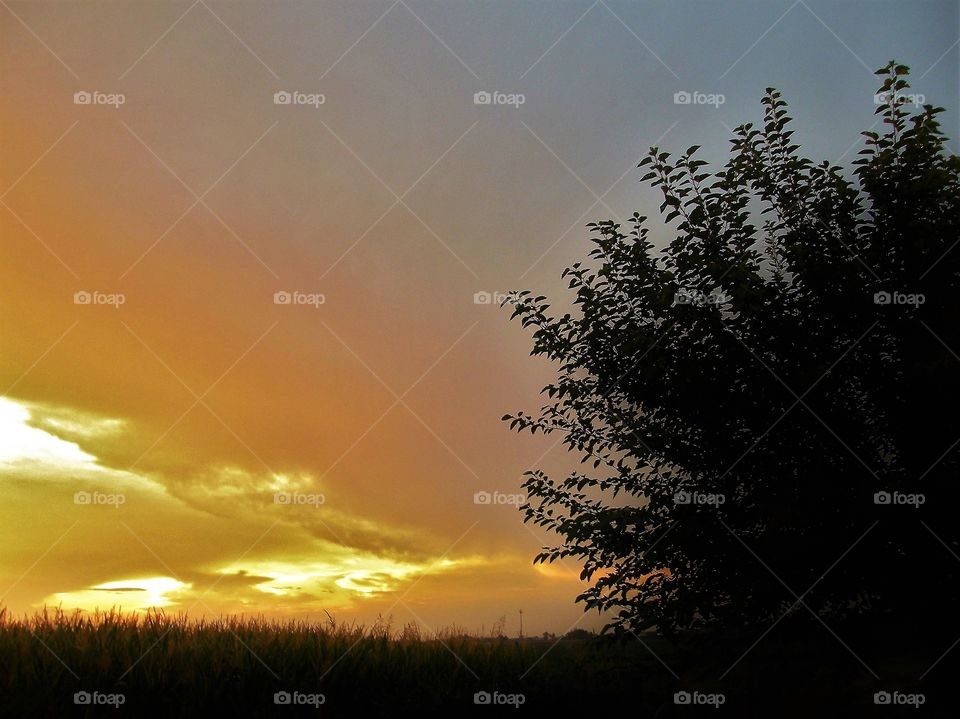 Sunset sky with tree silhouette