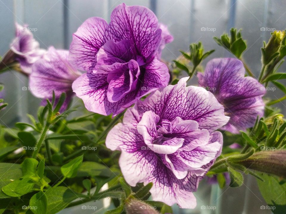 Flower Petunia