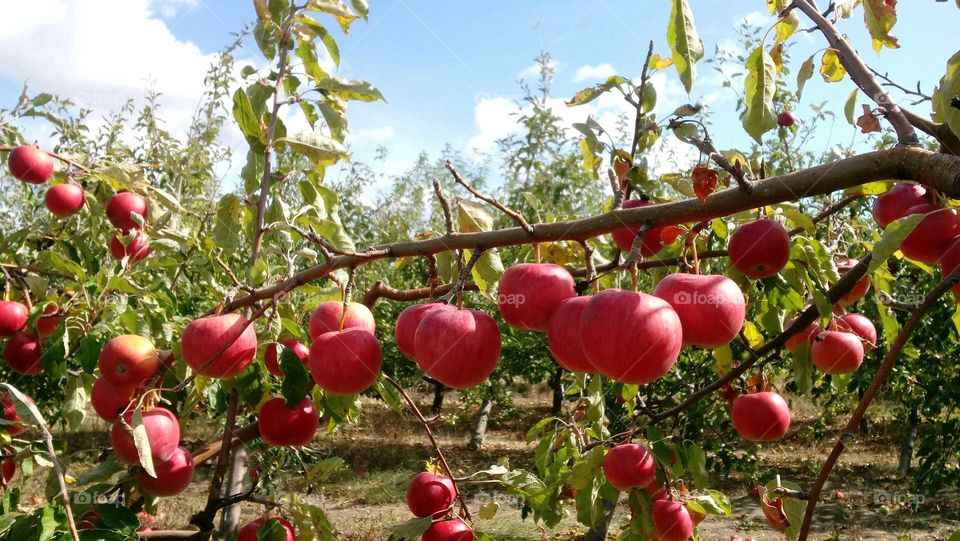 ripe apples on branch