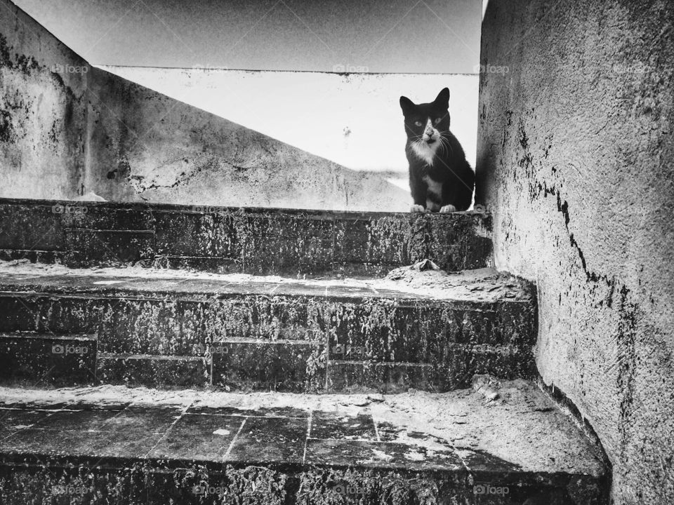 black and white cat from top of stairs 