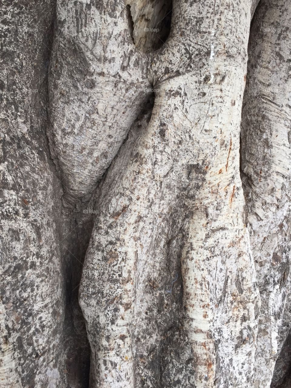 Close up of tree trunk 